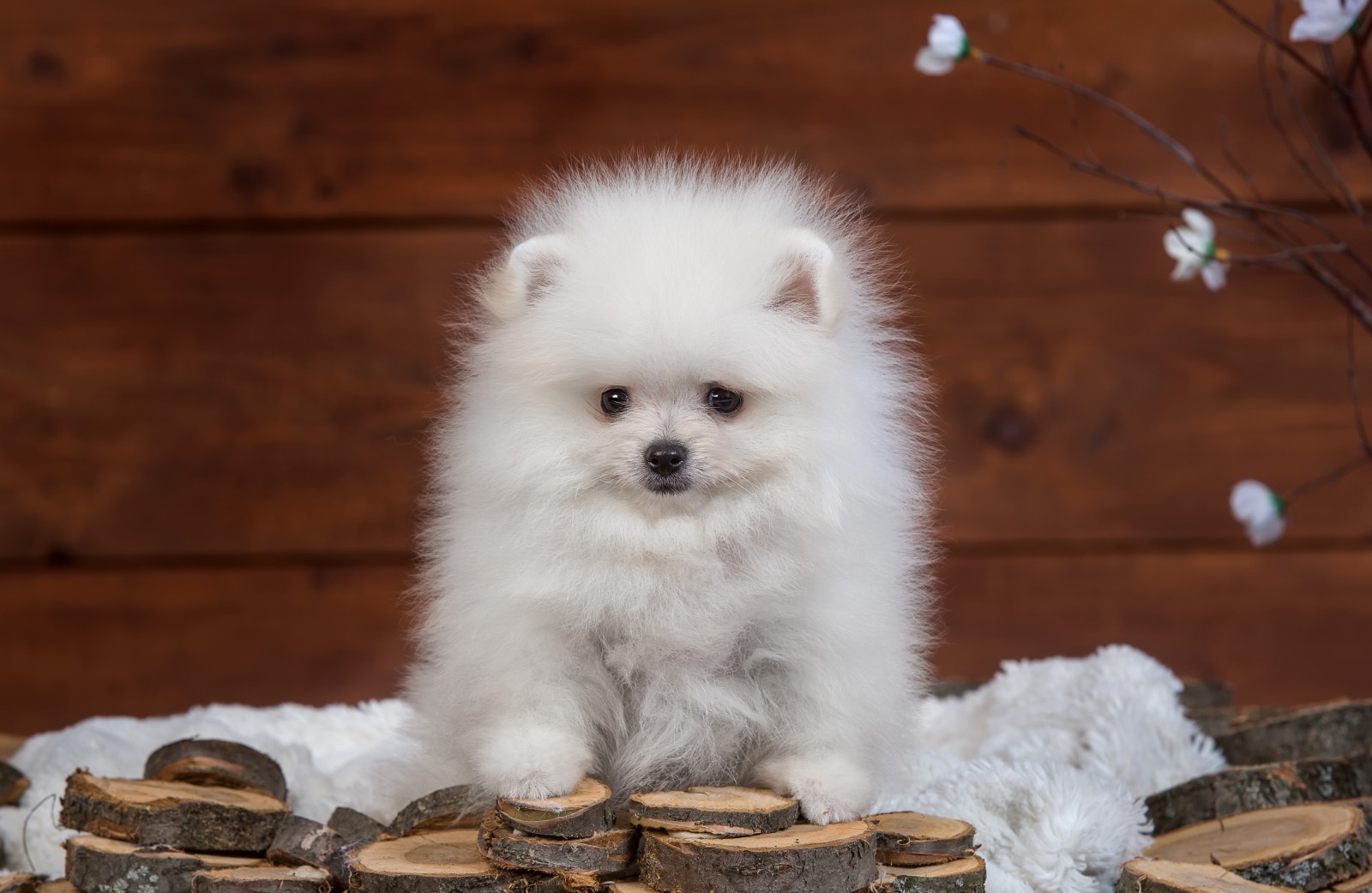 köpek yavrusu, kabarık, beyaz, Pomeranya köpeği