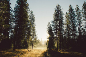 sentiero, estate, il Sole, alberi