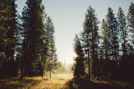 chemin, été, le soleil, des arbres