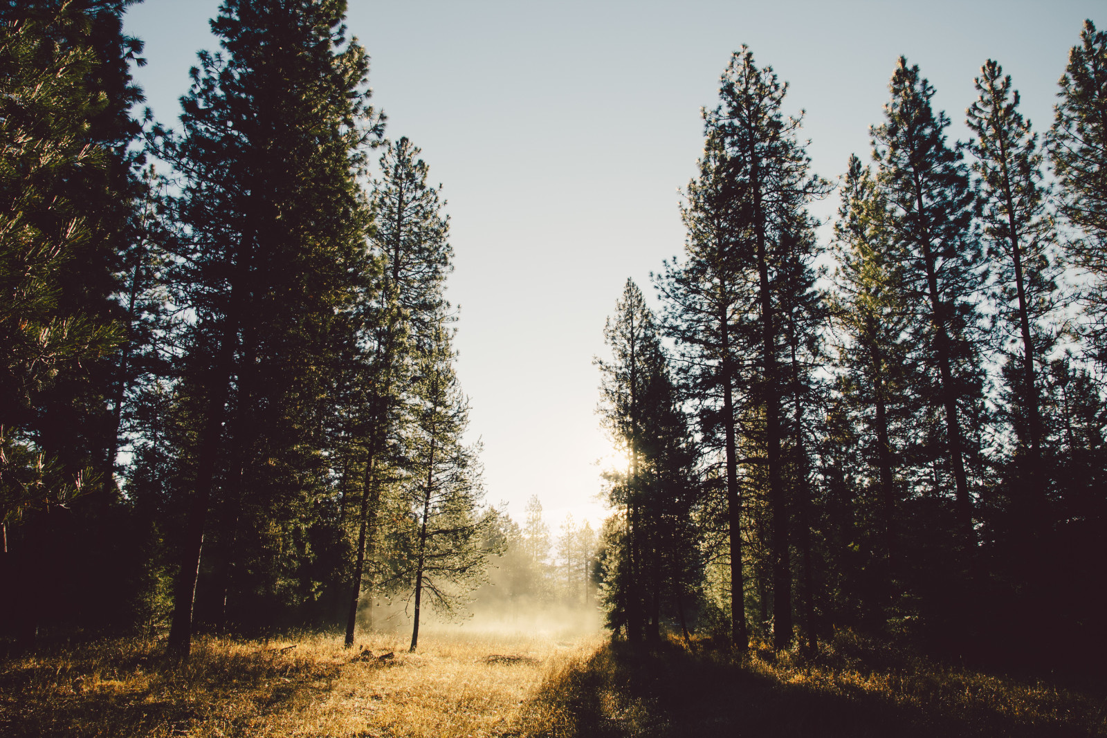 summer, trees, the sun, path