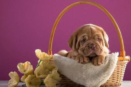 basket, Bordeaux, breed, dog, flowers, puppy