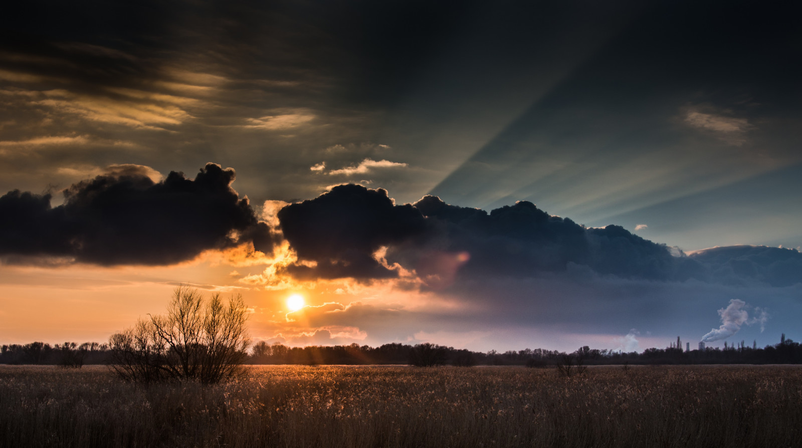 boom, zonsondergang, bomen, veld-, wolken, de zon