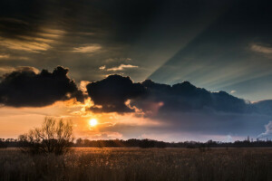 clouds, field, sunset, the sun, tree, trees