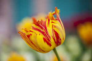 flor, Primavera, Terry, Tulipa, amarelo vermelho