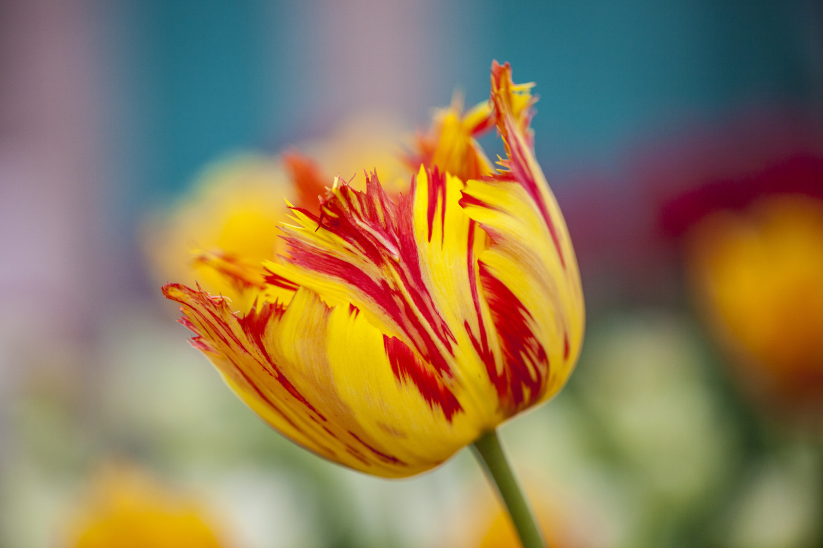 primavera, flor, Terry, rojo amarillo, Tulipán