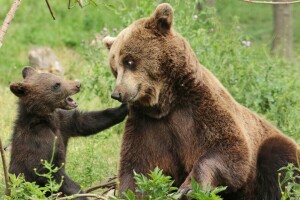 bære, bjørne, cub