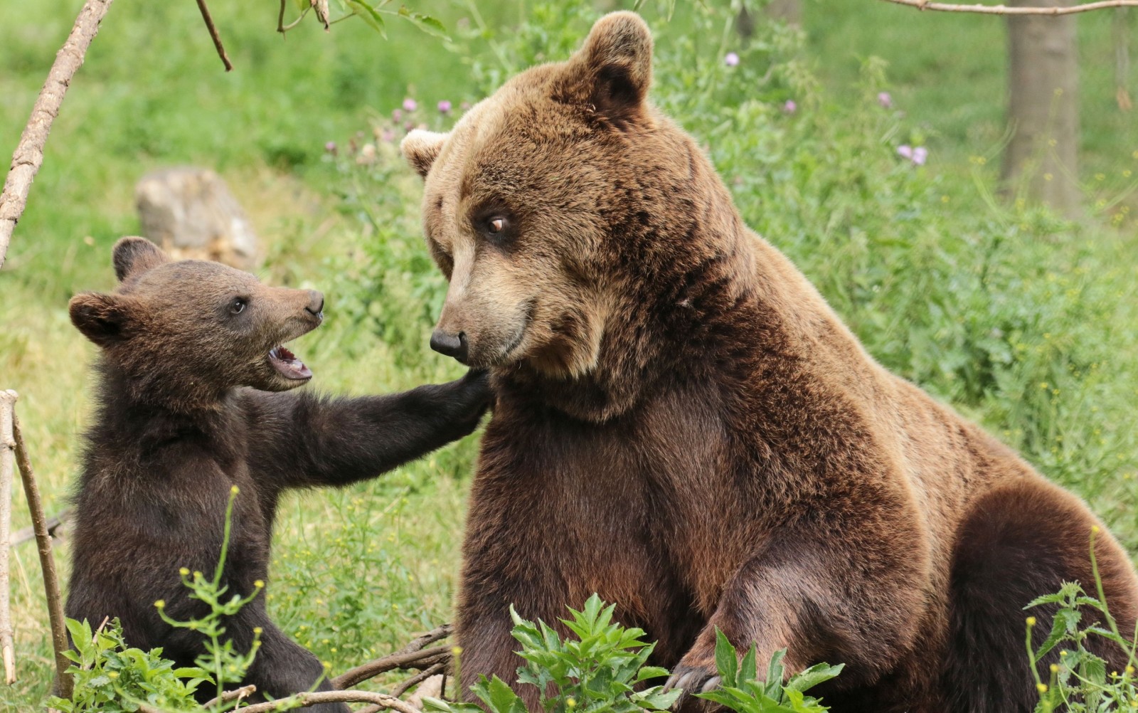 osos, oso, cachorro