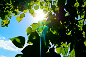 blue, Bunny, green, leaves, ray, the sky, the sun, tree