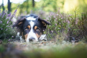 Hund, jeder, aussehen, Natur