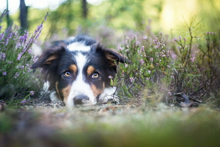 hond, elk, kijken, natuur