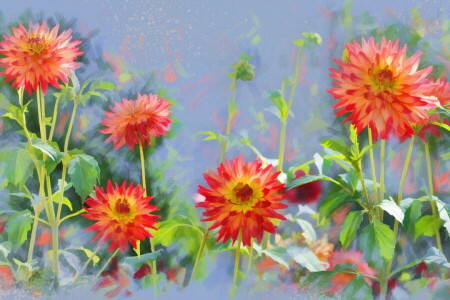 dahlias, dessin, fleurs