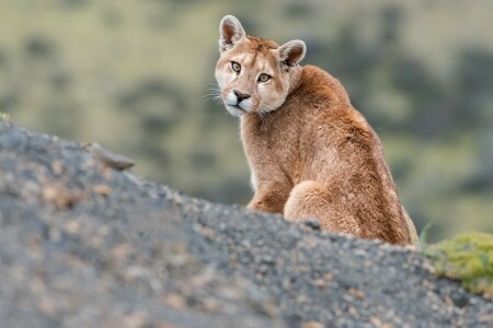 bestia, naturaleza, Puma