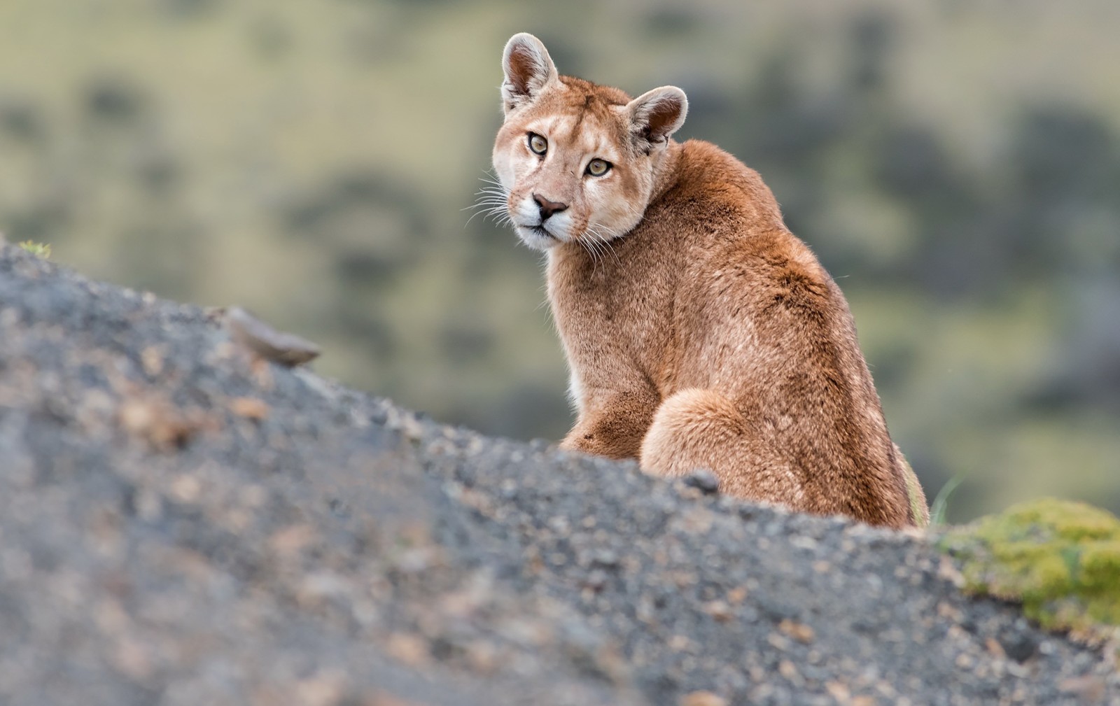 natură, Puma, fiară