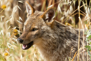 Lobo africano, Chacal, predador