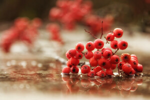 Hintergrund, Beeren, Makro