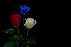 black background, blue, buds, leaves, red, roses, three, white