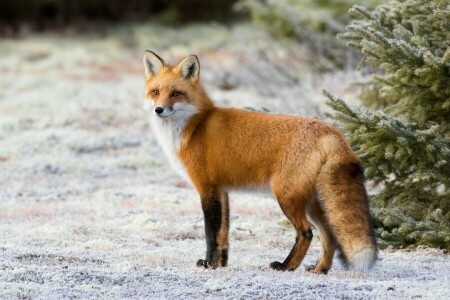 BELLEZZA, Volpe, pelliccia, rosso, neve, coda