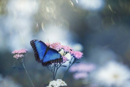 BUTTERFLY, flower, macro, photo