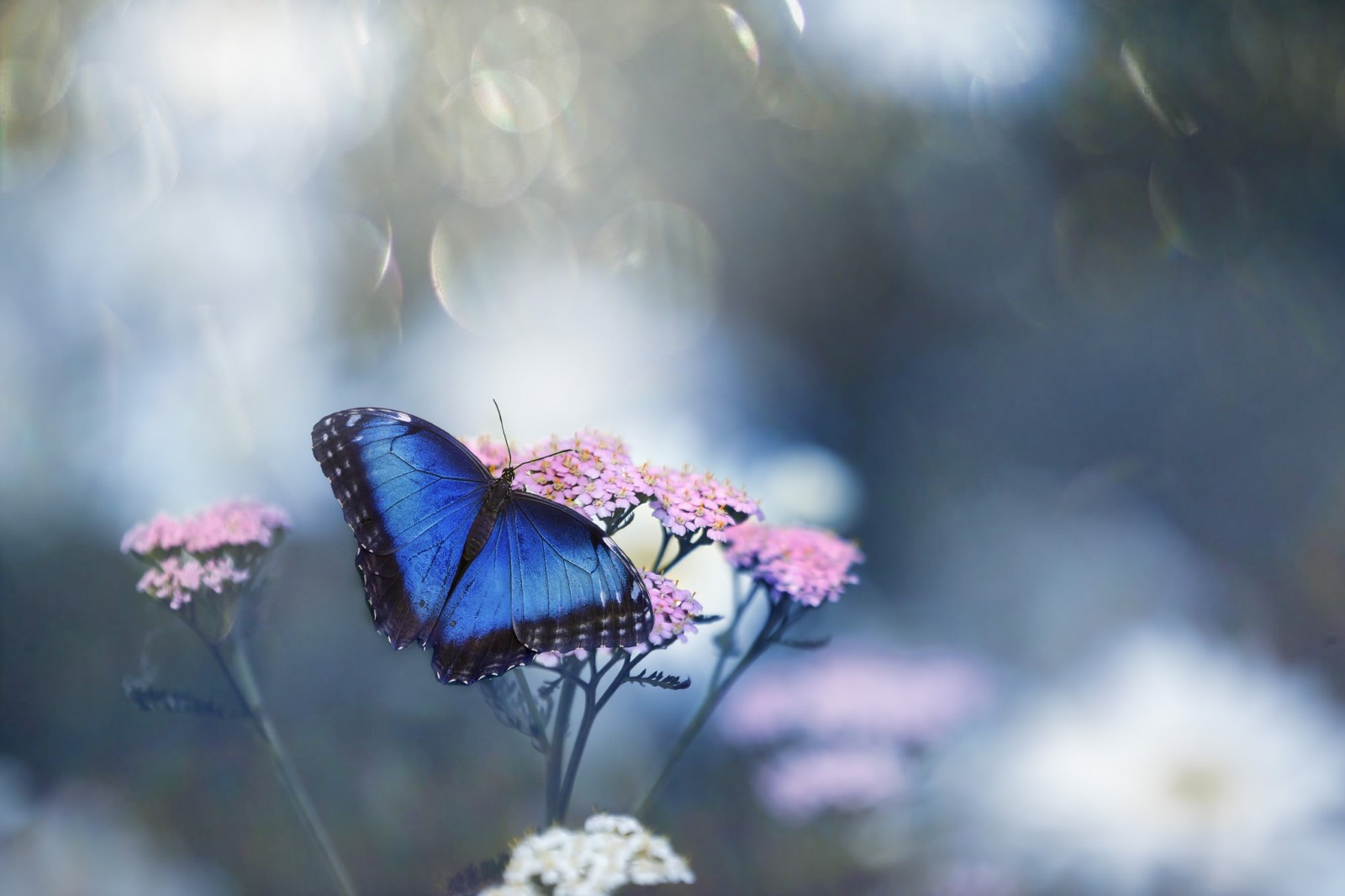 makro, KELEBEK, çiçek, Fotoğraf