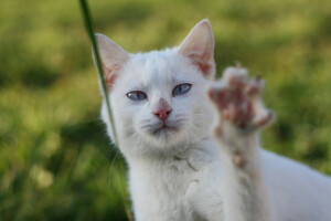 a blade of grass, cat, greens, paw, white