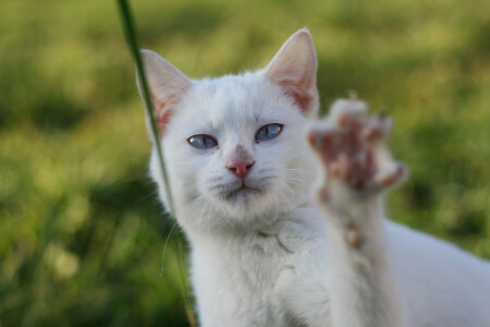 a blade of grass, cat, greens, paw, white