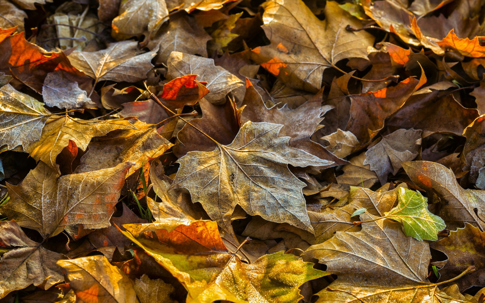 herfst, natuur, bladeren