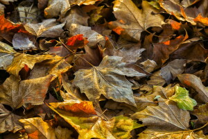 herfst, bladeren, natuur