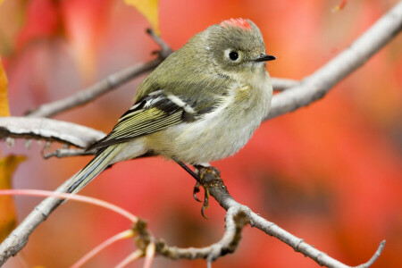 beak, bird, branch, nature, wallpaper