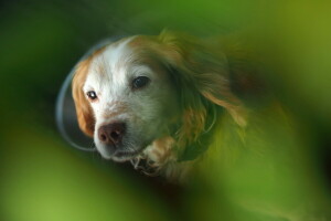 Cocker Spaniel, dog, each