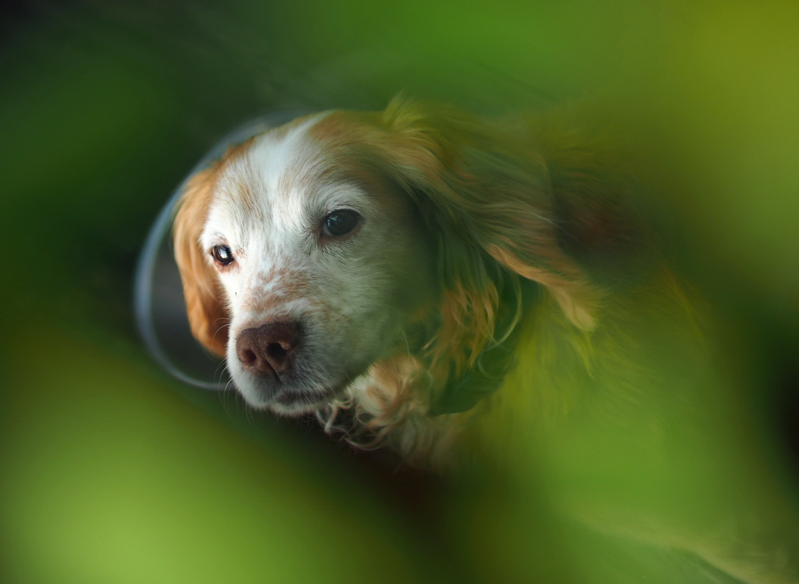 cachorro, cada, Cocker spaniel