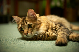 tapis. attention, chat, mensonge