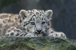 bebê, IRBIS, leopardo da neve