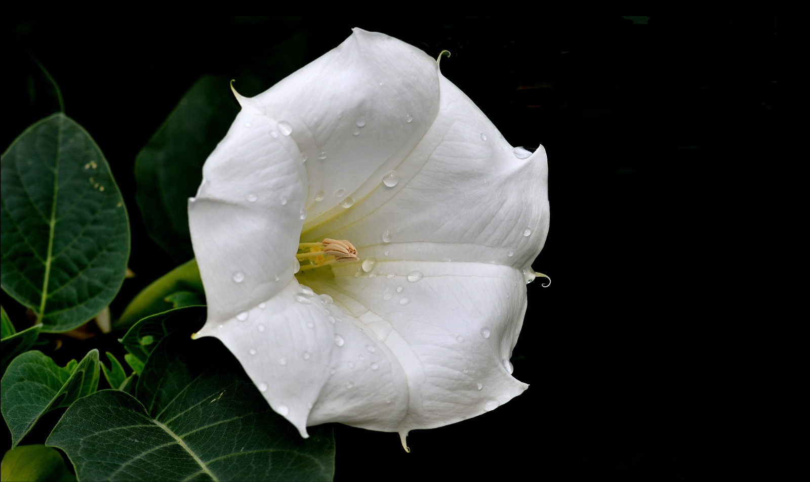 Natura, pozostawia, kwiat, krople, płatki, Rosa