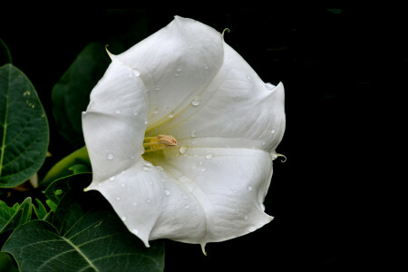 drops, flower, leaves, nature, petals, Rosa