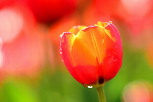 gouttes, fleur, pétales, Rosa, Tulipe, l'eau