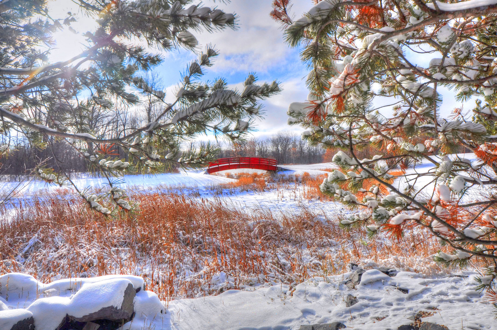 neige, la nature, hiver, branche, le pont