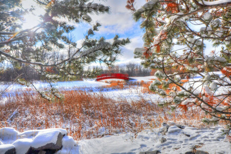 gren, natur, snö, bron, vinter-