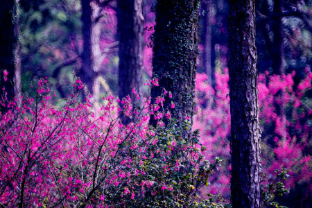 forest, nature, the bushes, trees