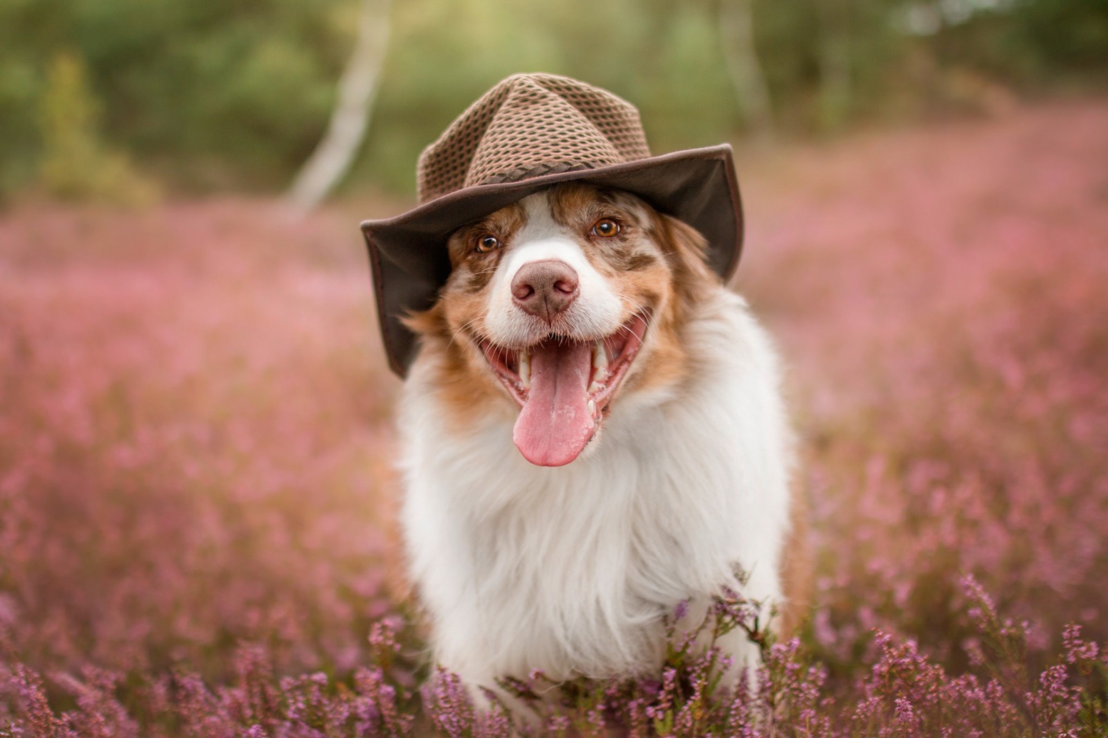 natur, hund, ansikte, promenad, sommar, hatt, språk, Australisk herde