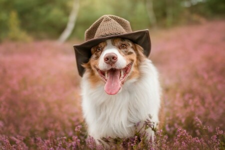 Aussie, Australsk hyrde, hund, ansikt, hatt, hodeplagg, Heather, Språk