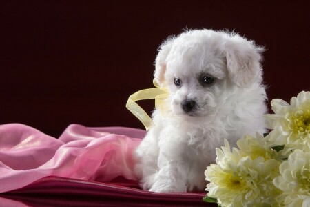 Bichon Frise, Krysantemum, blommor, valp, vit