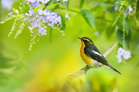 bird, branch, color, macro, nature