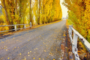 autumn, nature, road, trees