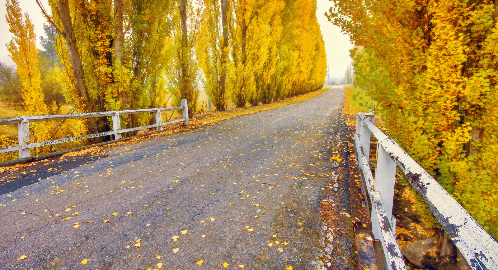 autunno, natura, strada, alberi