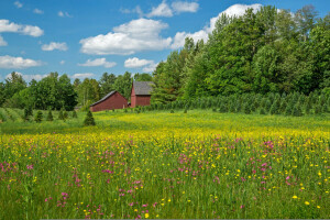 Bethlehem, blommor, Hem, äng, New Hampshire, träd