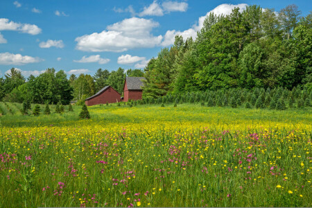 Bethlehem, kukat, Koti, niitty, New Hampshire, Puut