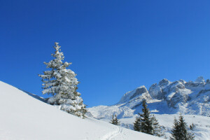 mountains, slope, snow, spruce, the sky, traces, tree, winter