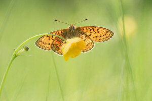 фон, BUTTERFLY, цветок, желтый