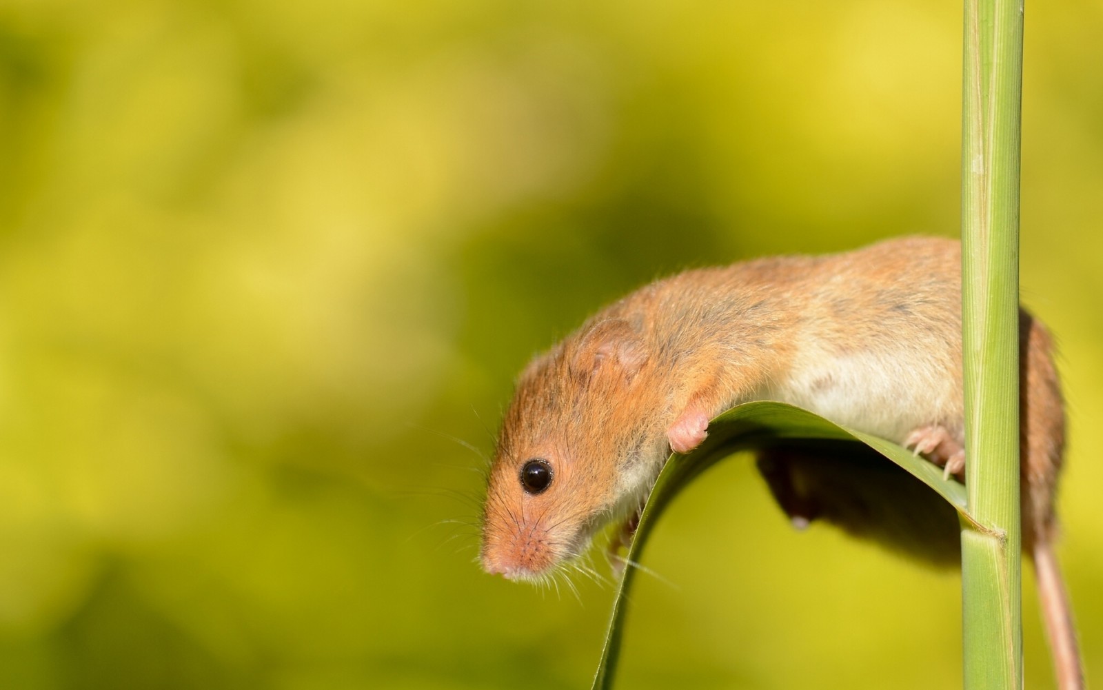 macro, a blade of grass, the mouse is tiny