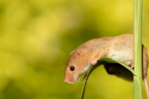 un brin d'herbe, macro, la souris est minuscule